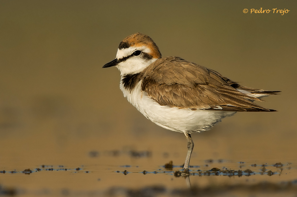 Chorlitejo patinegro (Charadrius alexandrinus)